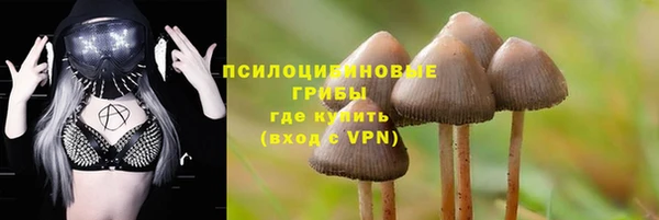 хмурый Аркадак